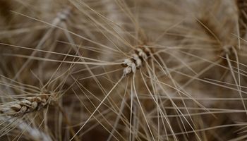 Indigo 30: el inoculante biológico que mejora el rendimiento del trigo, cebada y maíz 