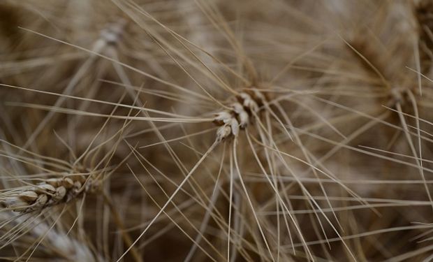 Indigo 30: el inoculante biológico que mejora el rendimiento del trigo, cebada y maíz 