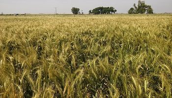 Señal de alerta: la combinación que puede impactar fuertemente sobre la próxima cosecha de trigo