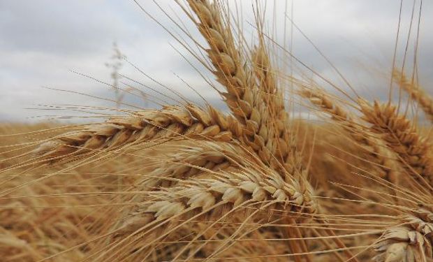 El Centro de Corredores de Cereales de Rosario se fue de las Mesas de Trigo y Maíz por el uso político del espacio