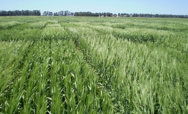 Trigo: definen a la campaña como un “desastre” y aseguran que habrá un 83 % menos de toneladas