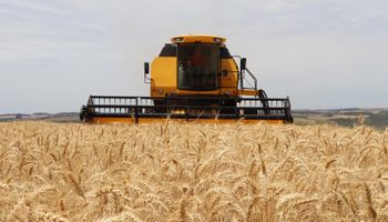 Cotação do trigo busca sustentação em piora da lavoura nos Estados Unidos