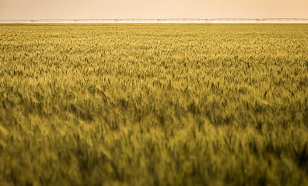 O excesso de chuvas, as baixas temperaturas e o atraso na colheita do trigo postergaram a semeadura e o desenvolvimento da soja no Paraná. (foto - Sistema CNA/Senar)