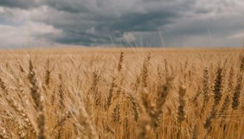 Se pudre en China: un evento inusual de lluvias golpea al principal productor mundial de trigo