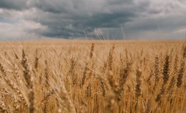 Se pudre en China: un evento inusual de lluvias golpea al principal productor mundial de trigo