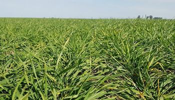 El trigo repuntó en el centro y norte de Santa Fe con más del 80 % de los lotes en estado bueno a muy bueno