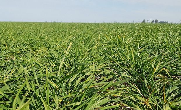 El trigo repuntó en el centro y norte de Santa Fe con más del 80 % de los lotes en estado bueno a muy bueno