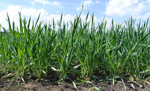 Trigo: el 92 % está en condiciones de excelente a muy bueno, pero está en peligro por la falta de fertilizantes