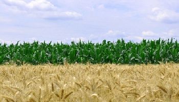 Costos y márgenes en zona núcleo: los números de la campaña 2022/23 para soja, trigo y maíz