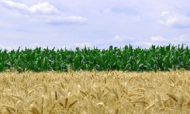 Costos y márgenes en zona núcleo: los números de la campaña 2022/23 para soja, trigo y maíz