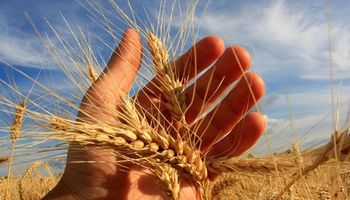 Cotação do trigo registra queda no Brasil e novas altas no mercado global