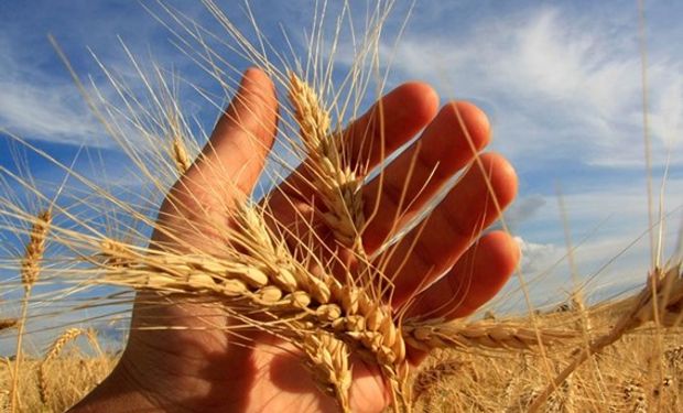 Cultivar campeã teve produtividade quase três vezes maior do que a média do estado, que já foi recorde.