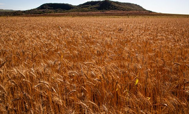 Mercado aguarda divulgação nesta quarta de relatório de oferta e demanda do Departamento de Agricultura dos Estados Unidos (USDA). (foto - Sistema CNA/Senar)