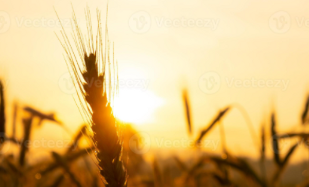 El precio del trigo volvió a desplomarse luego de subir un 54% desde la invasión rusa