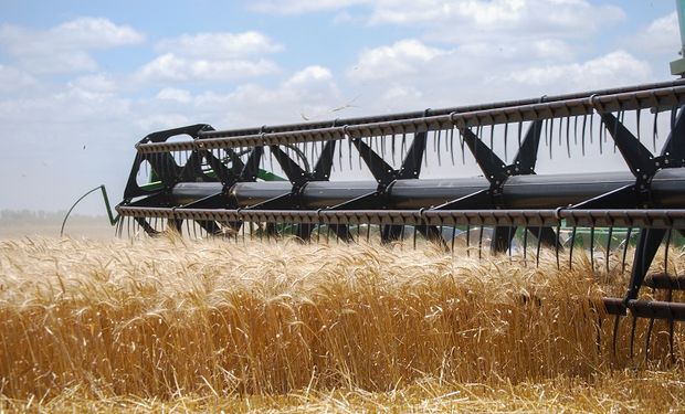 Mejoró el poder de compra del trigo y el maíz por una baja en los fertilizantes