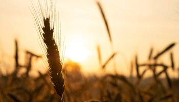 Los factores que hicieron rebotar al trigo, la soja y el maíz