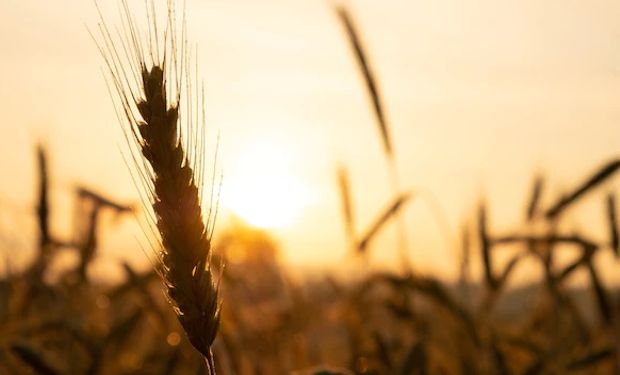 Los factores que hicieron rebotar al trigo, la soja y el maíz