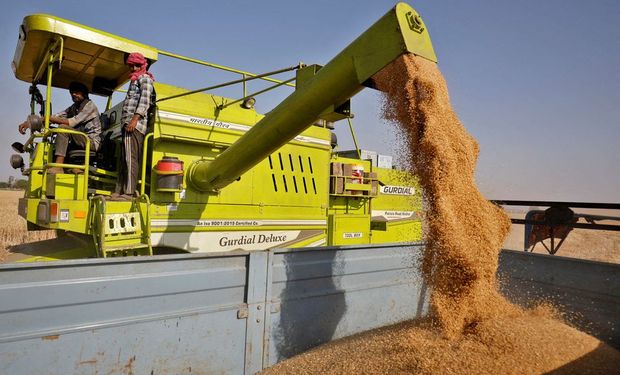 "Es impactante": India prohibió la exportación de trigo y el mercado reacciona con fuertes subas