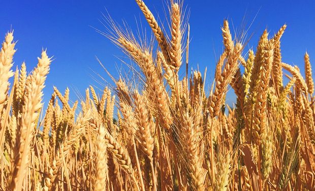 Chicago: el trigo sube tres dólares ante una demanda firme