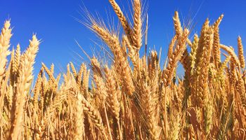 El Gobierno fijó el precio del trigo en US$ 115 la tonelada, contra los US$ 500 de Chicago