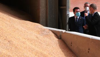 El trigo volvió a caer mientras la soja sube: cuánto se pagó en Rosario
