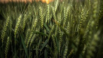 Cuánto trigo se vendió y cómo queda la hoja de balance por la sequía