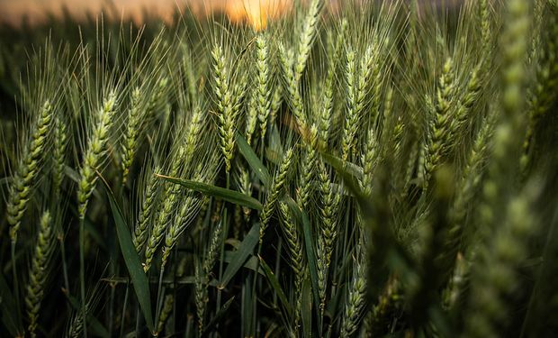 Cuánto trigo se vendió y cómo queda la hoja de balance por la sequía