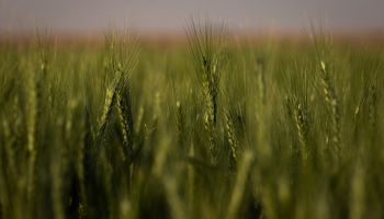 Trigo imparable, soja sobre los $270.000 y maíz a la espera: los factores que impactan en el mercado de granos local e internacional