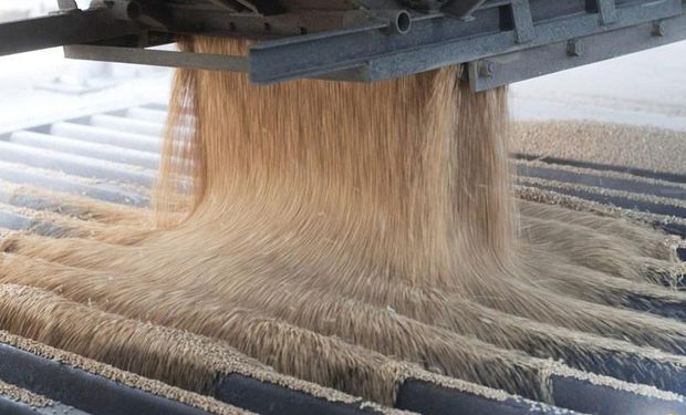 Cotação do trigo segue praticamente estável desde novembro