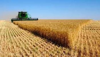 Cotação do trigo segue em queda, mas “reversão pode ser impressionante”