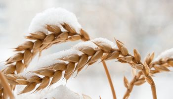 Cotação do trigo oscila para baixo com ajuda da neve nos Estados Unidos