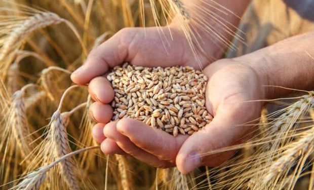 Estado que já teve 400 mil hectares com plantações de trigo, hoje tem apenas 30 mil ha. (foto - Embrapa)