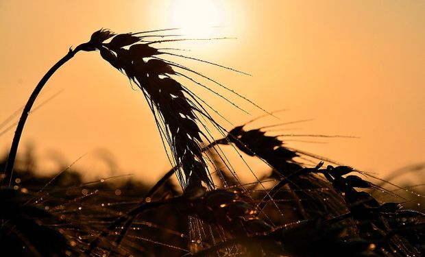 Trigo: la zona en donde el calor extremo cortó la expectativa de una muy buena cosecha