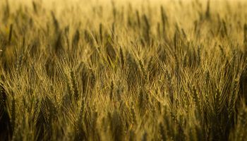 Vuelco importante en los planteos de trigo 2023: mejoró un 39% el poder de compra del cereal contra la urea