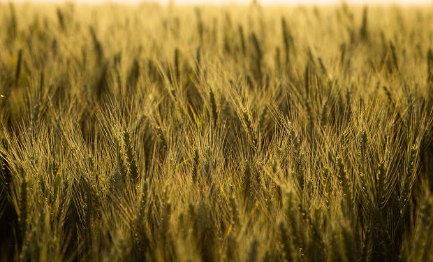 La evolución del precio de los insumos y el poder de compra del trigo: por qué hay una "relación desfavorable"