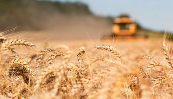 Se disparó el precio del trigo: las razones de la mayor suba diaria en dos meses