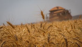 El precio del trigo cortó la racha alcista luego de tocar un máximo de 10 meses