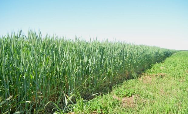 Trigo: qué rinde se necesita para cubrir costos en el sur de Buenos Aires