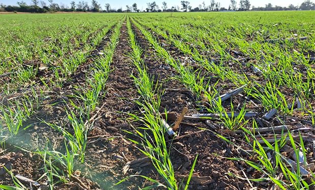 El trigo resistió al frío y espera las lluvias con un gran porcentaje de la superficie en buen estado