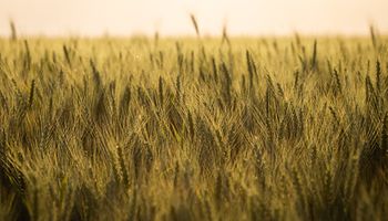 Com 9,5 milhões de toneladas, estimativa para trigo é recorde
