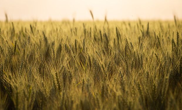 Paraná e Rio Grande do Sul responde por 86% da produção no País. (foto - Sistema CNA/Senar)