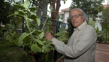 A los 98 años, murió el padre de la "revolución verde" de la India: su aporte con el trigo ayudó a poner fin a la hambruna