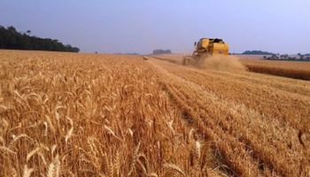Safra de trigo deve aumentar 55% no Rio Grande do Sul, projeta Emater