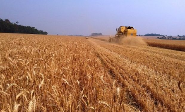 Safra de trigo deve aumentar 55% no Rio Grande do Sul, projeta Emater