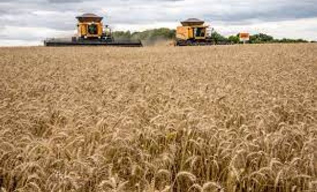 Conab prevê 8,09 milhões de toneladas de trigo nesta temporada, queda de 23,3% abaixo do recorde da temporada anterior. (foto - CNA)