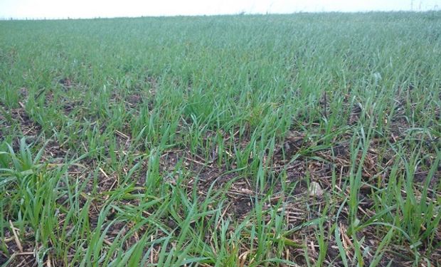 Con manejo y llegada de nuevas lluvias, el trigo puede esperar rindes "aceptables"