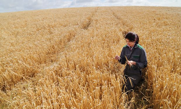 Custos altos e restrições no crédito preocupam produtores gaúchos de trigo