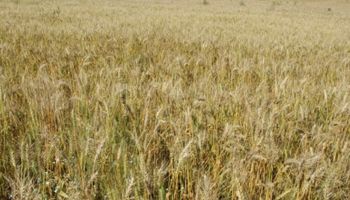 Entenda por que SC vai investir R$ 3,2 milhões para impulsionar o cultivo de cereais de inverno