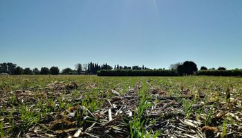 Trigo: la zona núcleo apuesta a superar los 50 quintales por hectárea