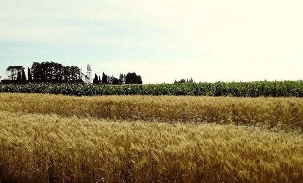 Récord de trigo: la intención de siembra creció un 25 % en comparación con 2023